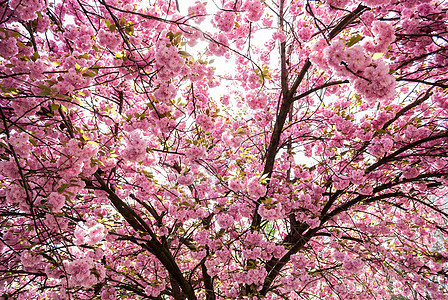 树植物群树叶叶子植物分支机构雌蕊粉色玫瑰树梢图片