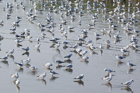 海鸥宠物羽毛野生动物飞行行动天空翅膀鸟群水鸟动物图片