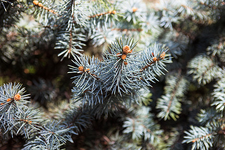 科罗拉多蓝宝石的分支植物枝条交易频闪叶子绿色针状小枝木头疗法图片