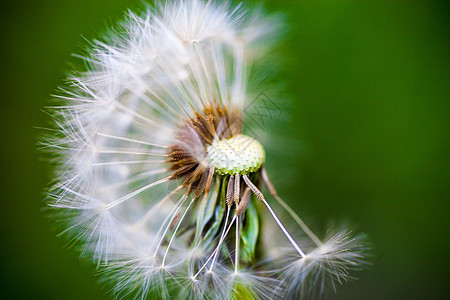 Dandelion 花朵 绿色的后灰色上撒满部分种子图片