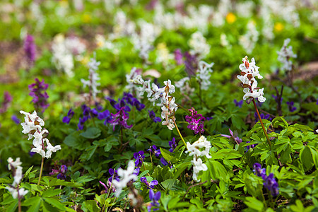 以不同颜色的花朵配有Corydalis草地草原野花花期植物草药投标花园国家蓝色生长图片