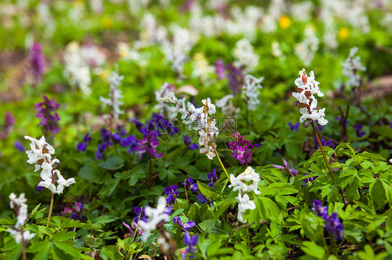 以不同颜色的花朵配有Corydalis草地草原野花花期植物草药投标花园国家蓝色生长图片