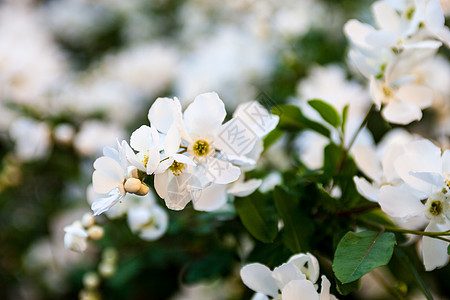 梨树的白花果树果园植物群季节雌蕊花瓣花期阳光投标小枝图片