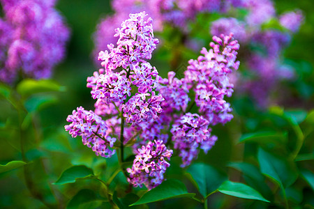 百合花花生长花园树叶紫色花期花瓣蓝色枝条植物群植被图片