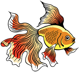 金金鱼动物荒野野生动物动物群金鱼热带宠物风水淡水金子图片