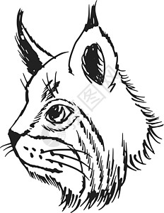 Lynx 语言动物山猫野生动物插图草图手绘卡通片森林图片