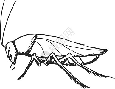 蟑螂插图棕色厌恶手绘天线卡通片动物草图昆虫害虫图片