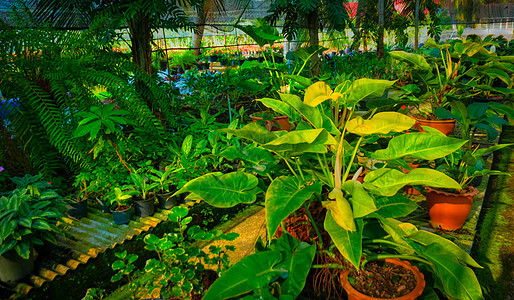 花园园植物学植物文化棕榈热带气候公园假期美丽游客图片