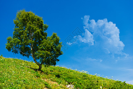 绿色自然景观橡木蓝色横幅爬坡天空天气全景假期场地季节图片