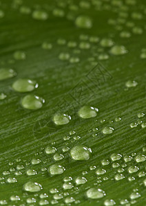 绿叶 带水滴液体银杏叶宏观叶子雨滴绿色飞沫生态植物环境图片
