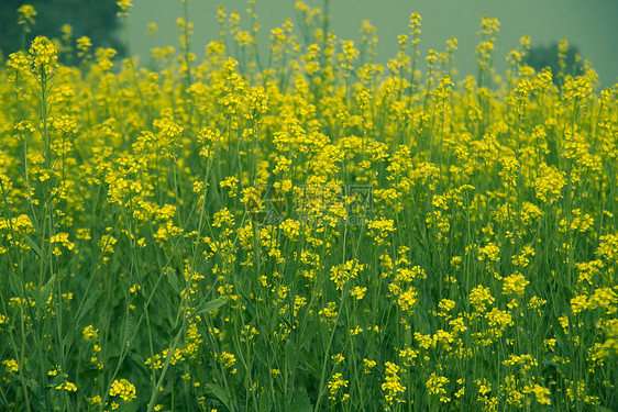 萨阿格黄花叶子生长场地草地植物群野花时候环境植物学图片