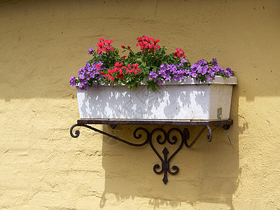 石墙上的古典花盆花盆叶子播种机住宅房子紫色园艺绿色生长盆栽植物图片