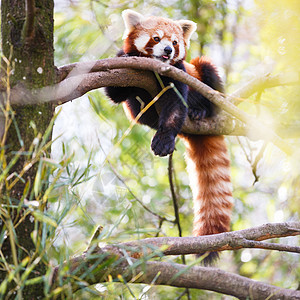 红熊猫点燃的闪光猫公园野生动物宠物富根动物园动物树叶栖息地荒野竹子图片