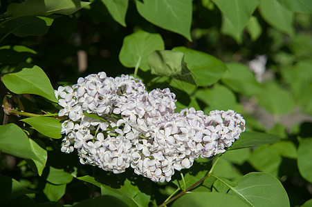 的花枝绿色植物紫色花瓣叶子季节紫丁香生长植物学图片