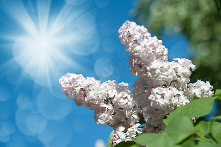 的花枝紫色绿色紫丁香叶子季节生长天蓝色植物学植物花瓣图片