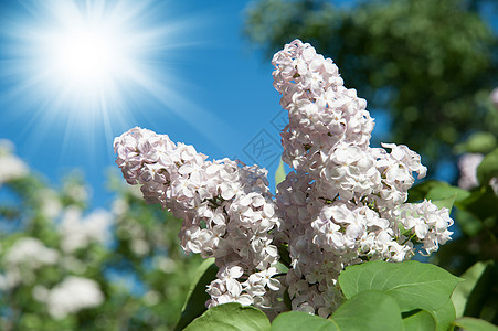 的花枝绿色季节植物学天蓝色花瓣紫丁香紫色生长叶子植物图片