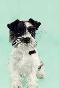 反蓝色的Snautzer车影棚动物小狗婴儿纯品种黑色犬类头发白色黑与白图片