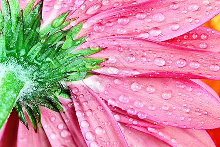 粉色花朵平克格伯黛丝工作室植物群宏观粉色雏菊花朵植物绿色水滴照片背景