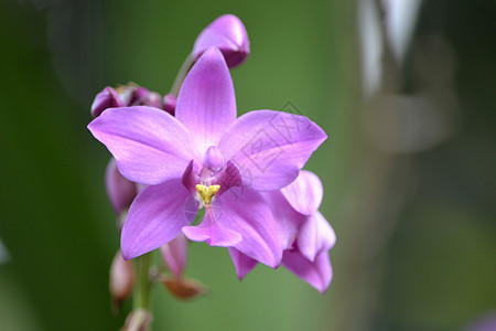 紫兰花朵紫色叶子绿色植物学植物兰花石斛植物群花瓣图片