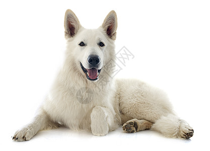 瑞士牧羊人成人宠物牧羊犬文化动物男性白色工作室图片