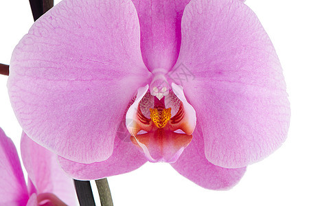 粉红色兰花发光花瓣植物群展示温泉热带工作室植物植物学花束礼物图片