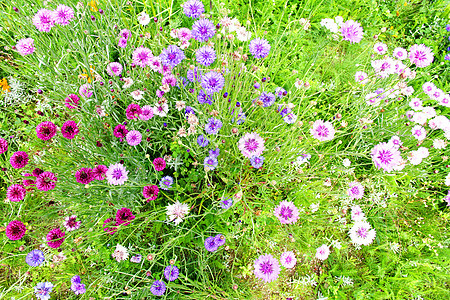 野生鲜花活力场地院子牧场花园植物荒野绿色红色环境图片