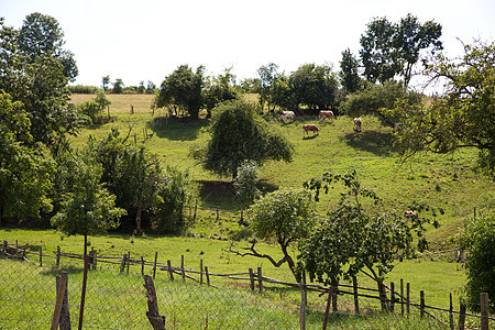绿山上的牛农田环境牧场农业家畜农村农场牛奶奶制品小牛图片