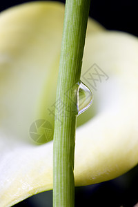 特写百合水滴花瓣奶油植物群宏观花粉柱头图片