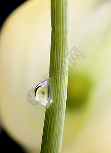 特写百合水滴植物群柱头花瓣花粉奶油宏观图片