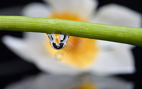 特写百合水滴花粉奶油柱头花瓣植物群宏观图片