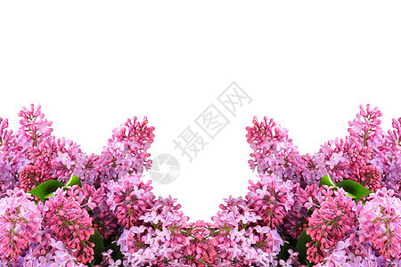 白色的紫色利拉克花朵季节绿色植物花束叶子花瓣粉色工作室框架图片