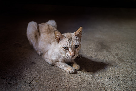 黄黄小猫图片