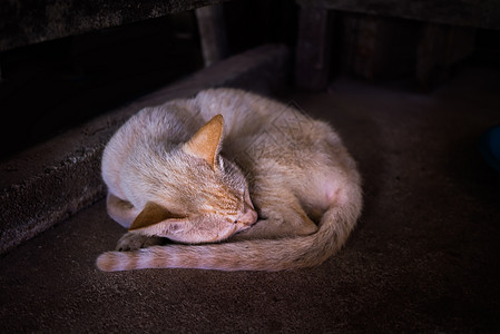 睡猫街道毛皮救援宠物猫科动物流浪白色棕色黑色动物图片