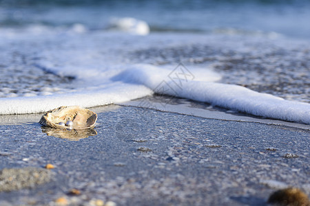 澳大利亚珍珠类热带出口假期宝石牡蛎海洋文化装饰品珠宝经济图片