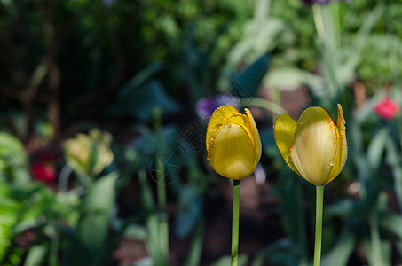 双对黄色郁金香花花朵盛开图片