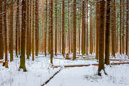 野生自然发芽的冬季图片