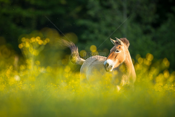 普泽瓦尔斯基马在可爱的草地上放牧保护哺乳动物马属环境荒野濒危鬃毛动物园阳光灭绝图片