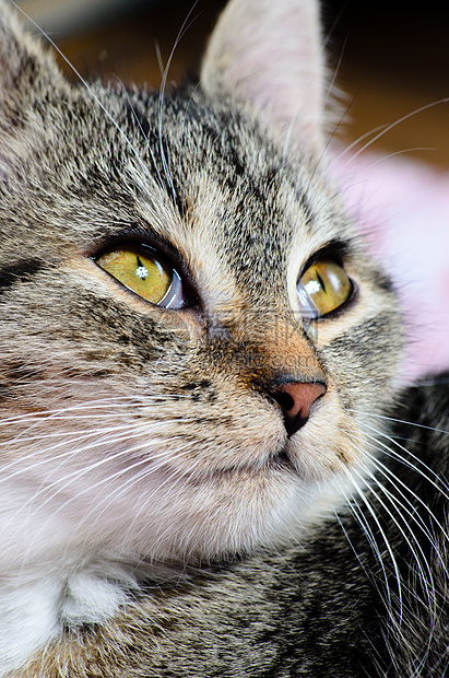 小猫哺乳动物动物宠物鼻子眼睛猫科耳朵条纹图片