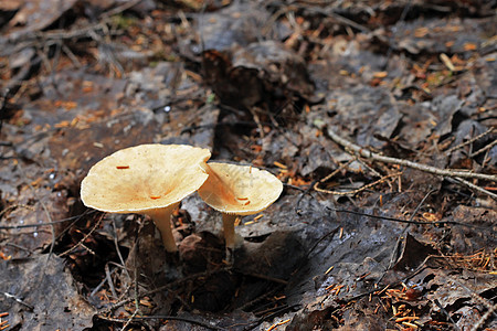 秋林中生长的棕蘑菇植物群地面生物学苔藓棕色季节性木头公园植物荒野图片