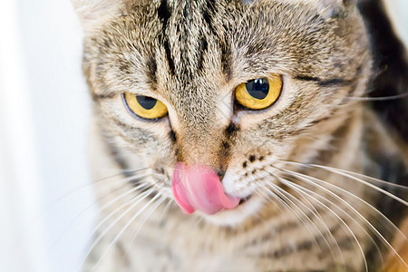 黄色眼睛的猫肖像胡须鬓角条纹蓝色胡子动物宠物哺乳动物背景图片