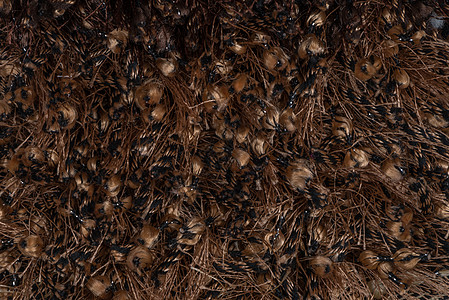 棕色地毯织物羊毛纺织品地板小地毯材料宏观地面褐色图片