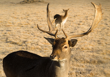 年轻男性巴克埃尔克安特勒斯角鹿角环境警报精神喇叭哺乳动物牛角骡子耳朵阳光图片