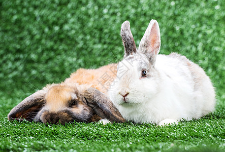 两只兔子在草地上毛皮耳朵场地野兔白色宠物动物哺乳动物棕色农场图片