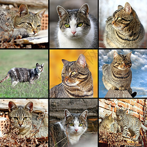 使用家猫收集图像的图象图片