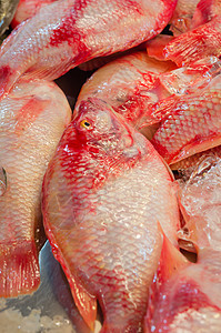 红鱼营养鲷鱼食物红色海鲜尾巴图片