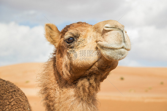 阿曼瓦伊巴骆驼旅行天空旱谷哺乳动物干旱沙丘假期婴儿动物图片