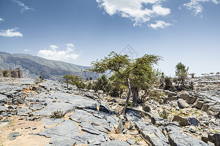 Jebel Shams树图片