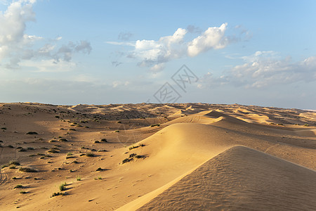 瓦希巴阿曼沙漠衬套灌木丛植物天空假期蓝色旱谷沙丘旅行图片