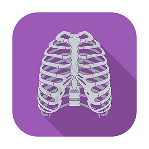 人类胸腔的图标身体解剖学疼痛插图卫生生物学药品骨骼科学胸骨图片