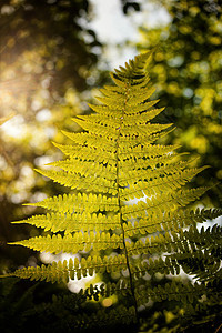 森林中的 Fern森林太阳雨林植物花园绿色植物群阳光热带叶子图片